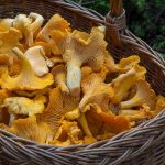 fungus-1194380_1280